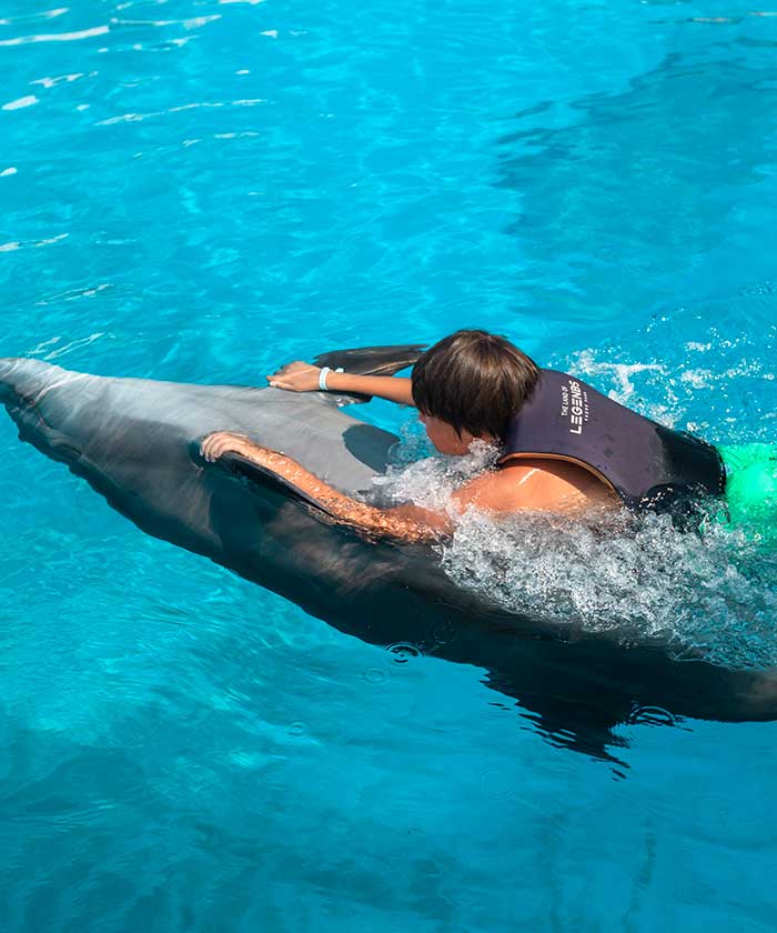 Dolphin Encounter
